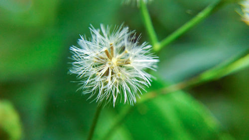 Close-up of flower