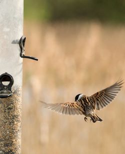 Low angle view of bird flying against blurred background