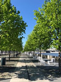 Trees in park against clear sky