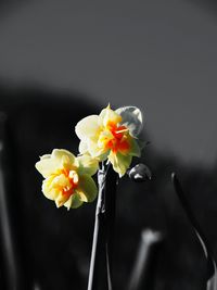 Close-up of flowers against blurred background