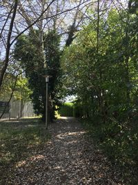 Empty road along trees