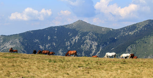 Horses in a field