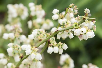 Close-up of white flowers