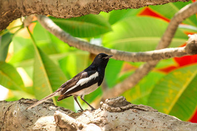 Close-up of bird perching on branch