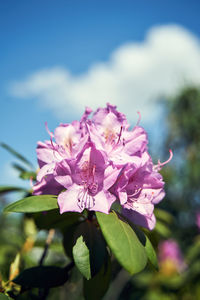 Close-up of pink flowering plant