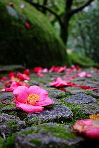 Close-up of pink flowers