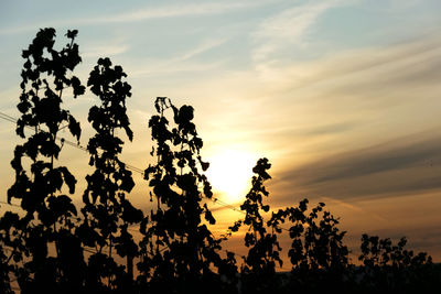 Low angle view of silhouette trees against sky during sunset