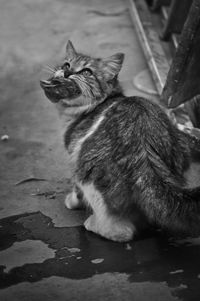 Close-up of cat sitting outdoors