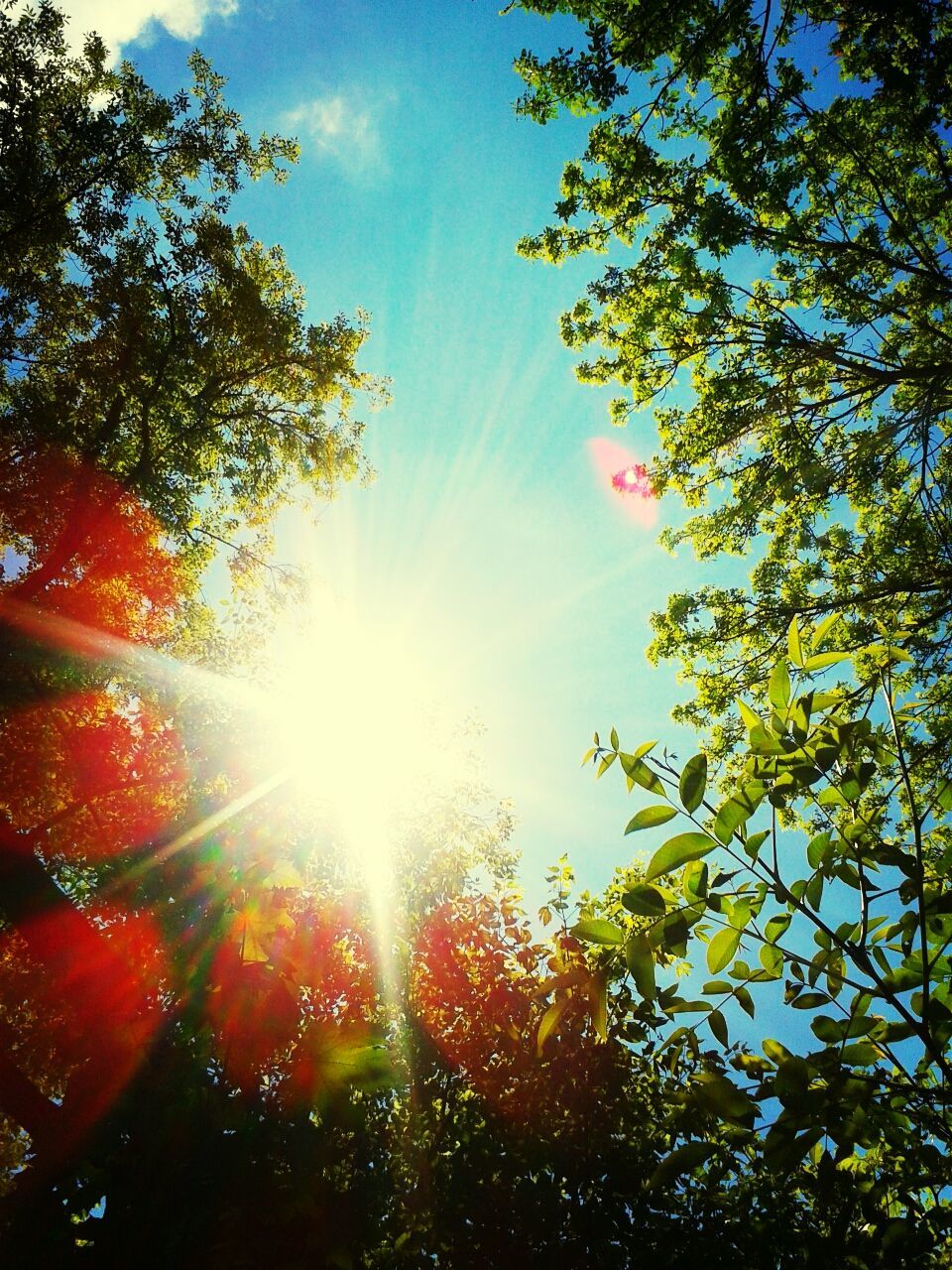 tree, sun, low angle view, sunbeam, sunlight, lens flare, growth, beauty in nature, sky, nature, branch, tranquility, bright, sunny, leaf, day, outdoors, scenics, no people, back lit