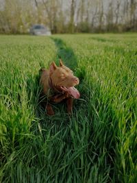 Dog on grassy field