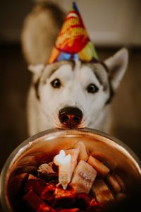 Close-up of dog wearing hat