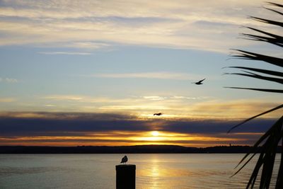 Seagull flying over sea against sky during sunset