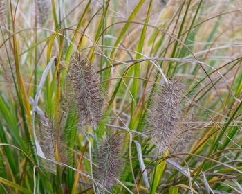 Close-up of plants growing in field