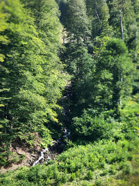 High angle view of trees in forest