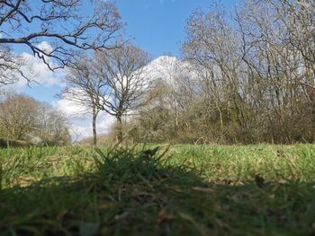 Trees on field against sky