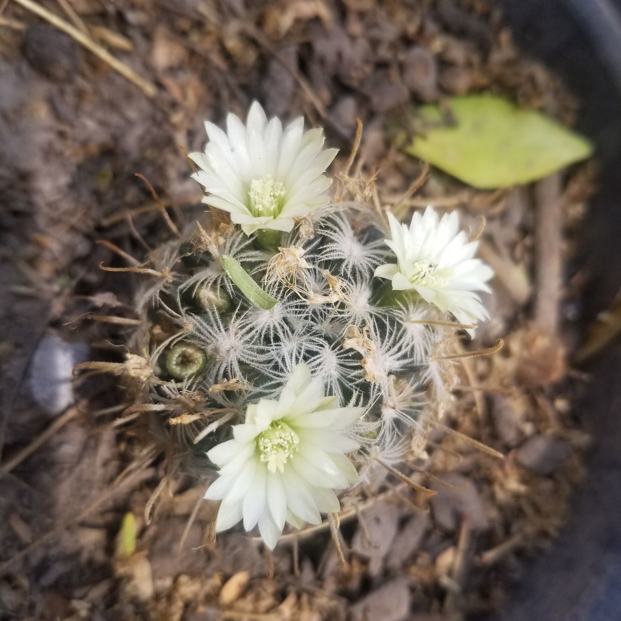 CLOSE-UP OF WHITE FLOWERING PLANTS ON FIELD