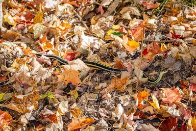 Full frame shot of dried autumn leaves on field