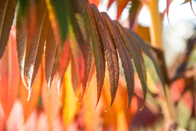 Close-up of orange leaves