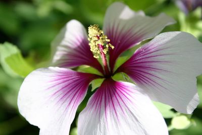 Close-up of pink flower blooming outdoors