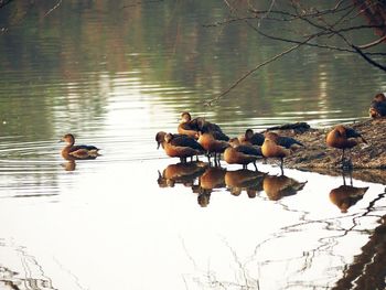 Ducks swimming on lake