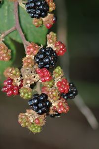 Close-up of berries growing on tree