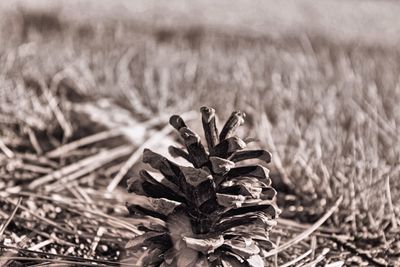 Close-up of plant growing on field