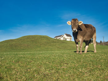 View of cow on field