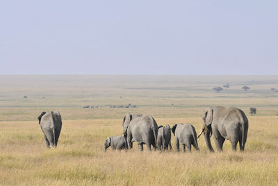 Herd of elephants walking away seen from their back