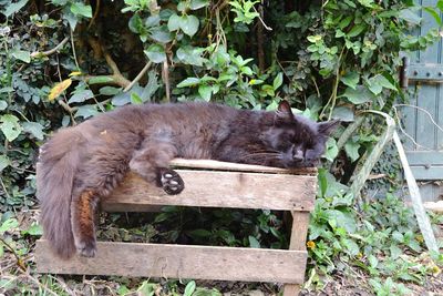 Cat sleeping in a plants