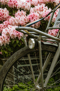 Close-up of pink flowering plants in basket