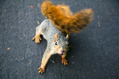 Close-up on a squirrel on a road