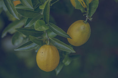 Close-up of fruits hanging on tree