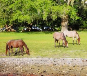 Horses grazing in a field