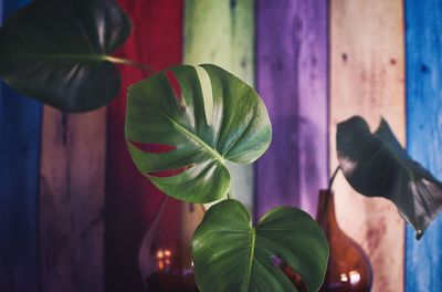 Close-up of potted plant