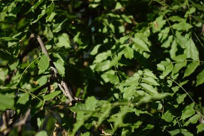 Close-up of green leaves on tree