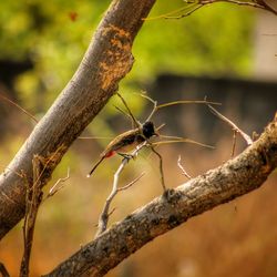 Bird perching on bare tree