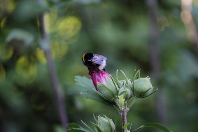 Close-up of insect on purple flower