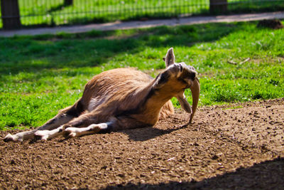 Side view of a horse on field