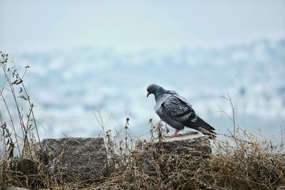 Bird perching on branch against sky