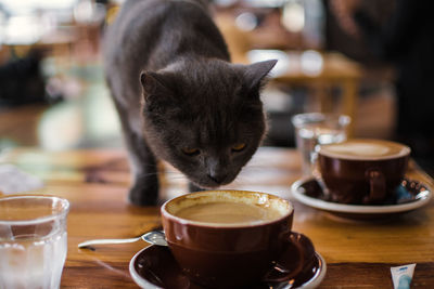 Cat drinking coffee cup on table