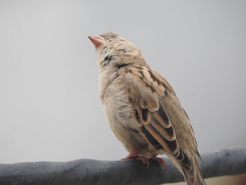 Low angle view of bird perching on branch against clear sky