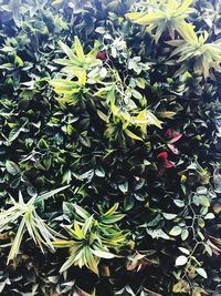 High angle view of flowering plant