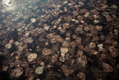 Close-up of leaves on ground