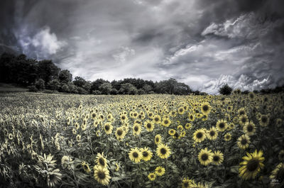 Scenic view of sunflower field against cloudy sky