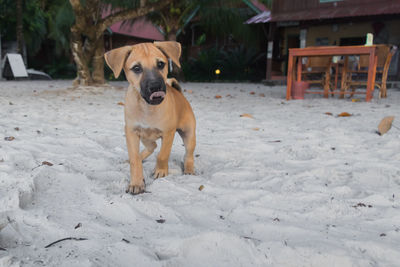 A cute, brown puppy at the beach