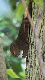 Close-up of squirrel on tree trunk