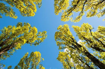 Low angle view of tree against clear blue sky