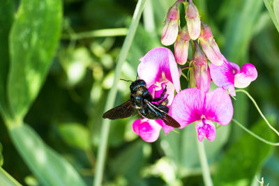 Close-up of bee pollinating on pink flower