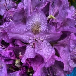 Close-up of purple flowers blooming