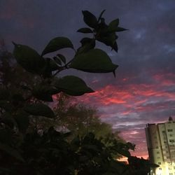 Low angle view of flowering plant against building during sunset